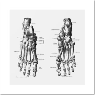 Foot and Ankle Skeletal Diagram Posters and Art